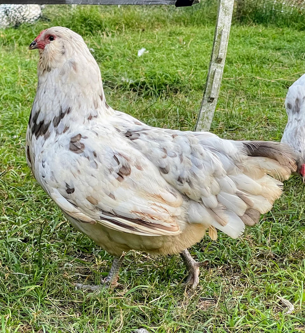 Thumbnail: Splash  True Ameraucana