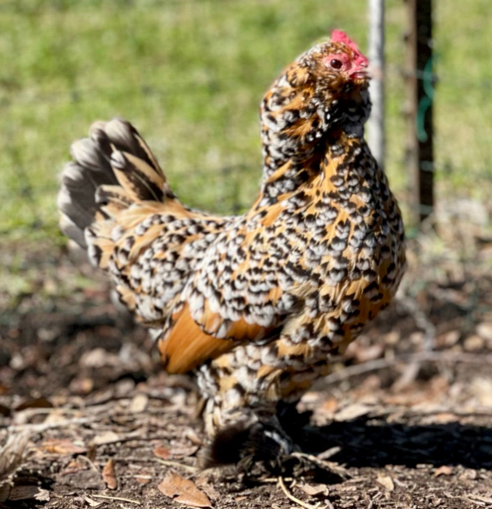 Millie Fluer D'uccles Pullets