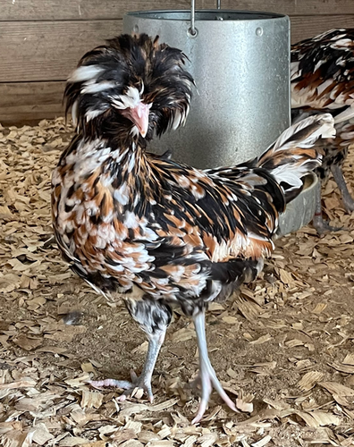 Tolbunt Polish Chicks | SeaBreeze Hens