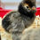 Thumbnail: Gold Laced Polish Chicks - Pullets