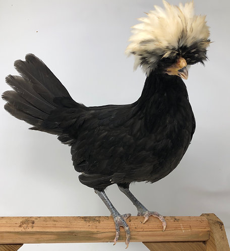 White Crested Black Polish - 030