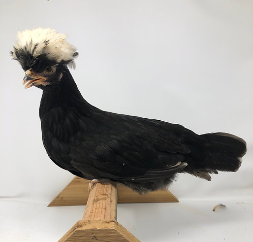 White Crested Black - 019