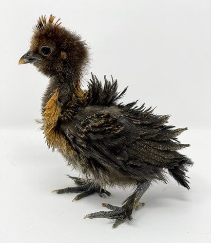 Spangled Black Lioness Frizzle Chicks - Straight Run | SeaBreeze Hens
