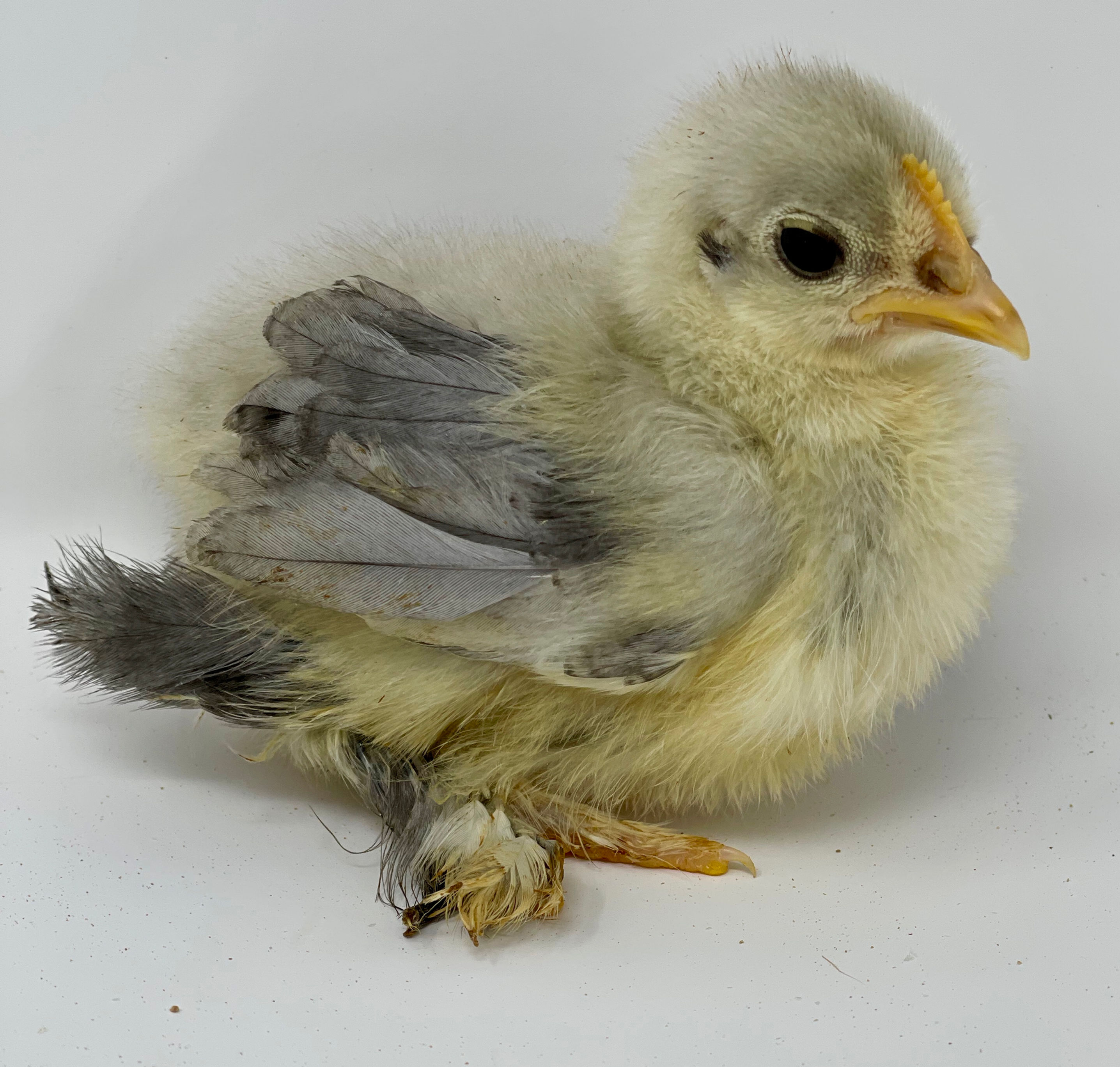 Blue Bantam Cochin Chicks - Straight Run