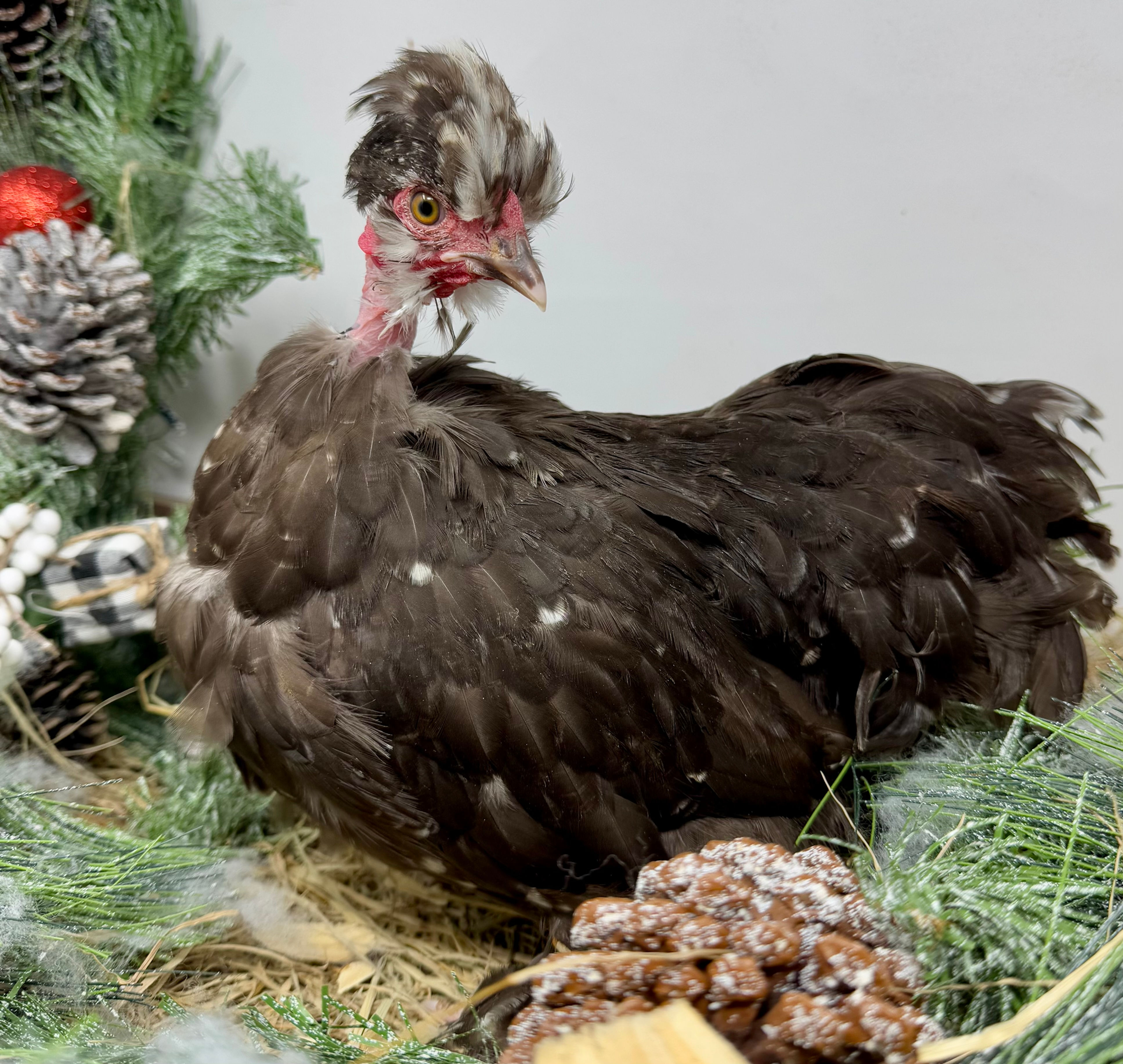 Chocolate Mottled Silchin Showgirl - 4 months