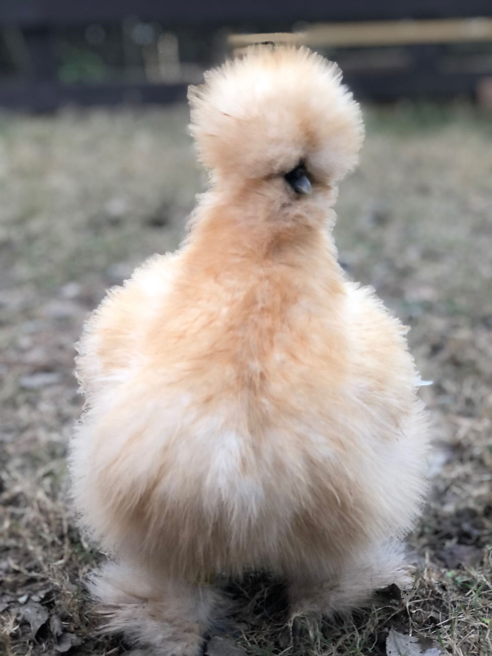 Thumbnail: SeaBreeze Exclusive Buff Bearded Bantam Silkie Straight Run Chicks