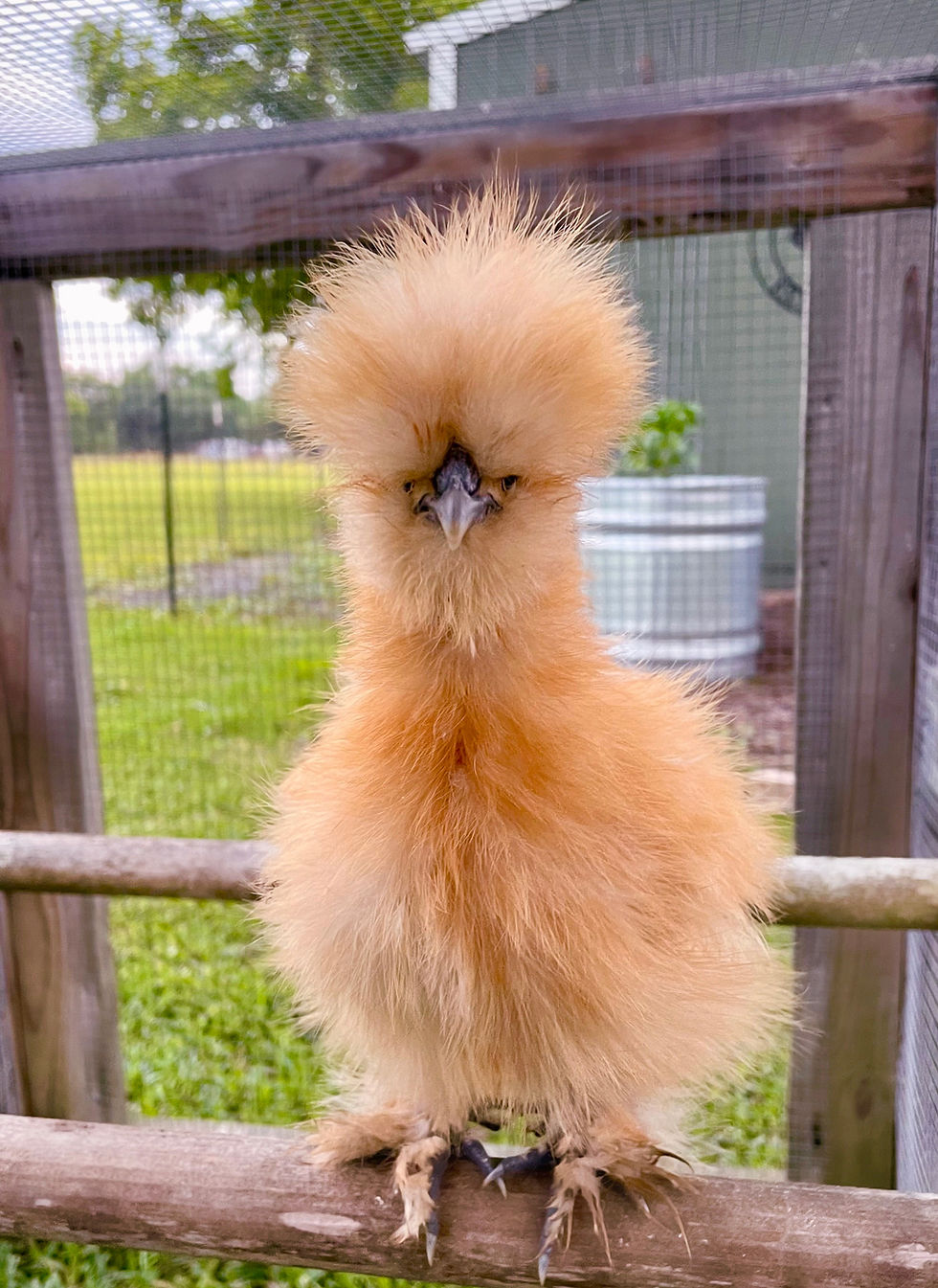 Thumbnail: SeaBreeze Exclusive Buff Bearded Bantam Silkie Straight Run Chicks