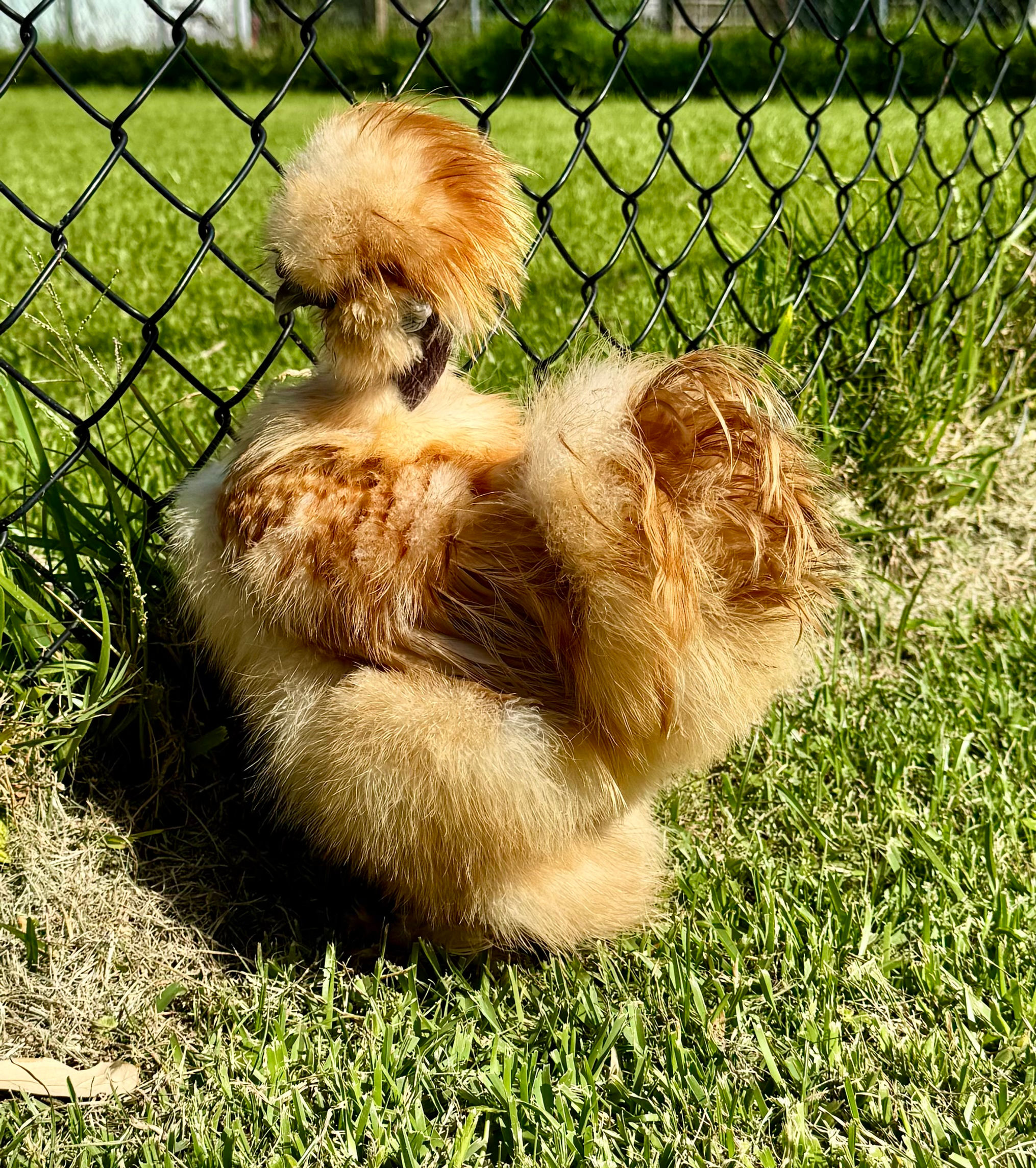Buff Showgirl Cockerel