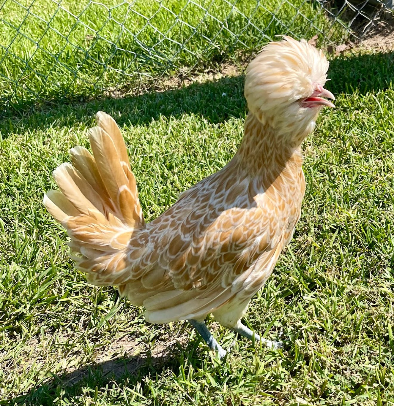 Buff Laced Polish  Pullets