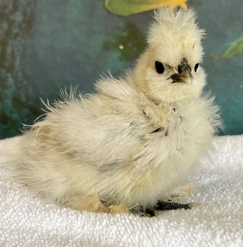 Thumbnail: Splash Bearded Bantam Silkie Straight Run Chicks