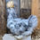 Thumbnail: Platinum Splash Bearded Bantam Silkie Straight Run Chicks