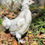 Thumbnail: Splash  True Ameraucana