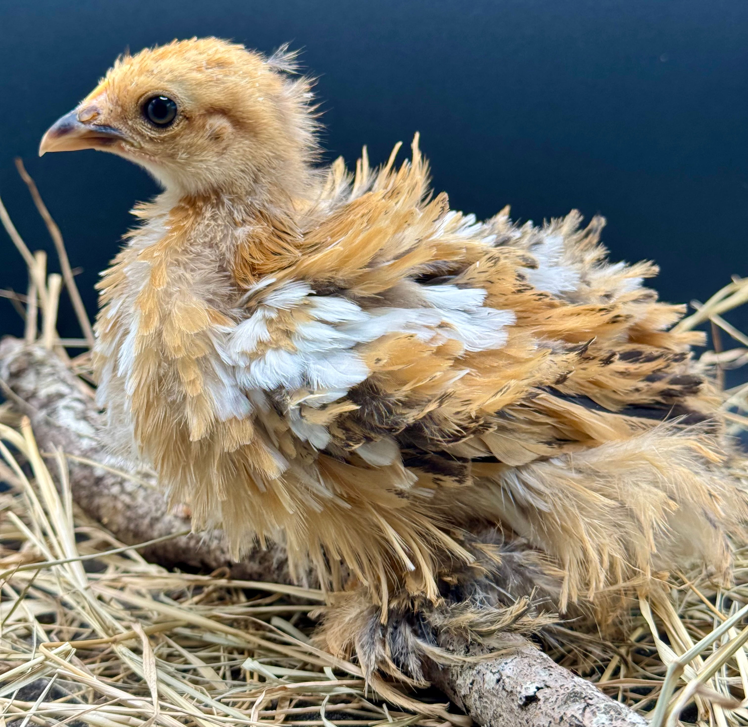 Frizzle Calico Bantam Cochin Pullet - Candy Corn