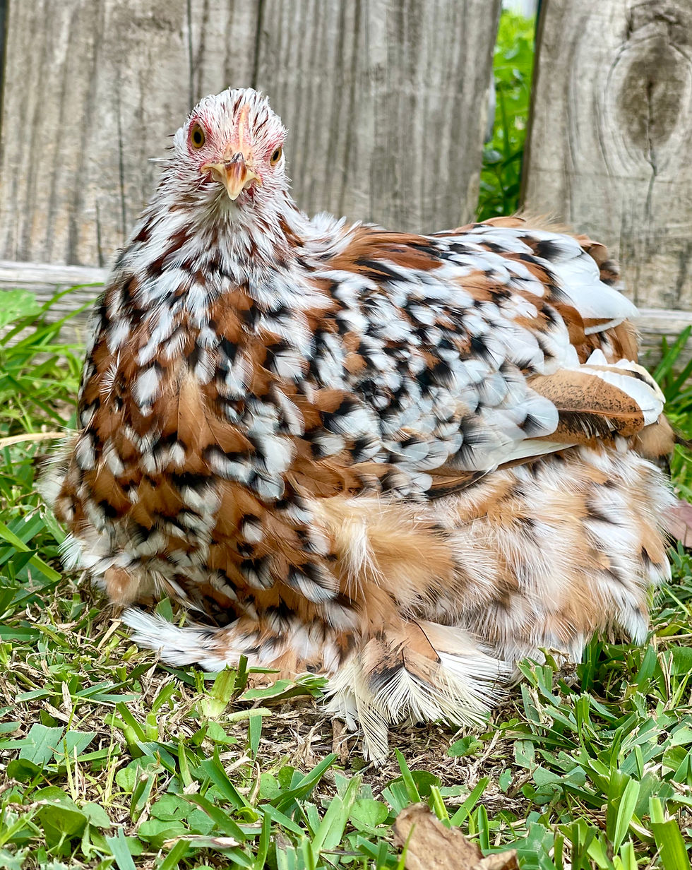 Thumbnail: Calico Bantam Cochin Pullets