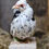 Thumbnail: Kikiriki Pullets