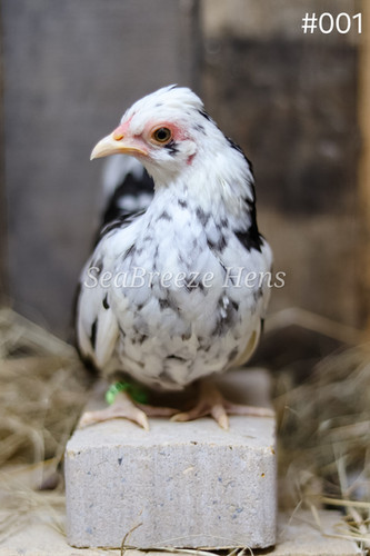 チーキー・バイキング スウェーデン限定CHEEKY 約30cm Kikiriki Pullets | SeaBreeze Hens