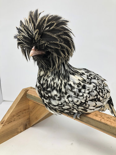 Silver Laced Polish - 041