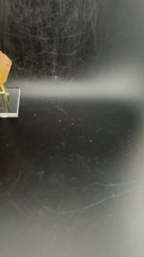 Thumbnail: Raw Pineapple Citrine from the Congo