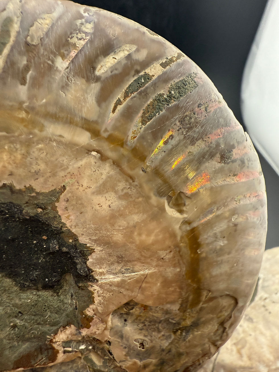 Thumbnail: Fire Mother of Pearl Ammonite Slices