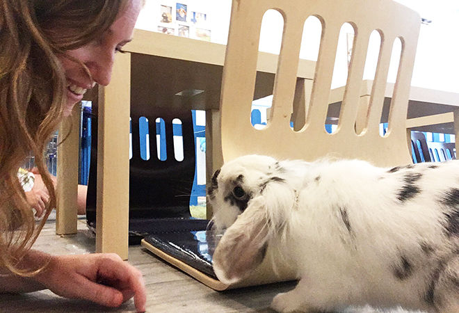 The Best Animal Themed Cafes You Need to Visit in Hong Kong