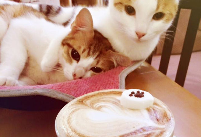 The Best Animal Themed Cafes You Need to Visit in Hong Kong