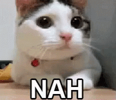 cat says no giph.gif