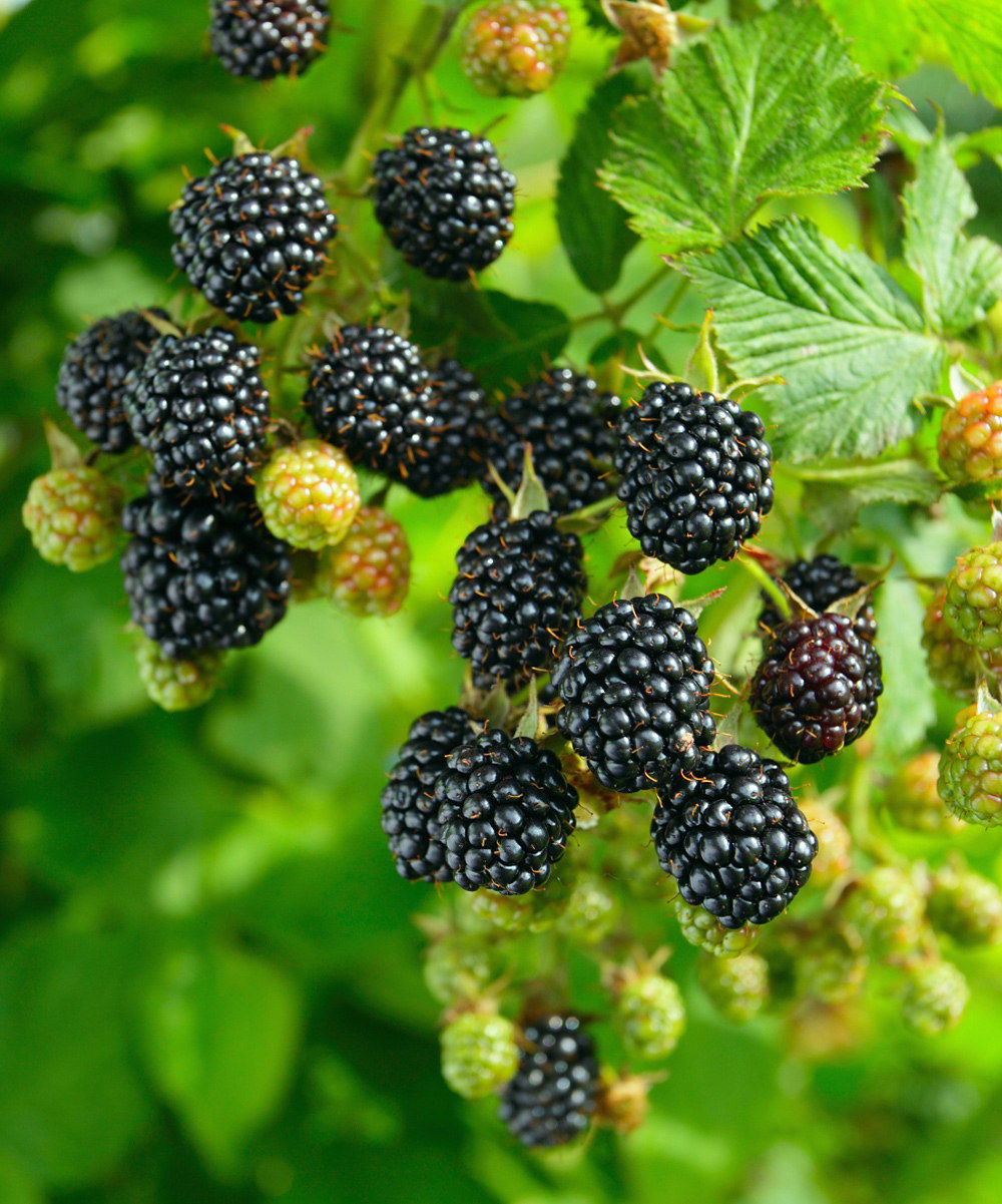 Blackberry - 'Big Daddy' thornless - Rubus fruticosa