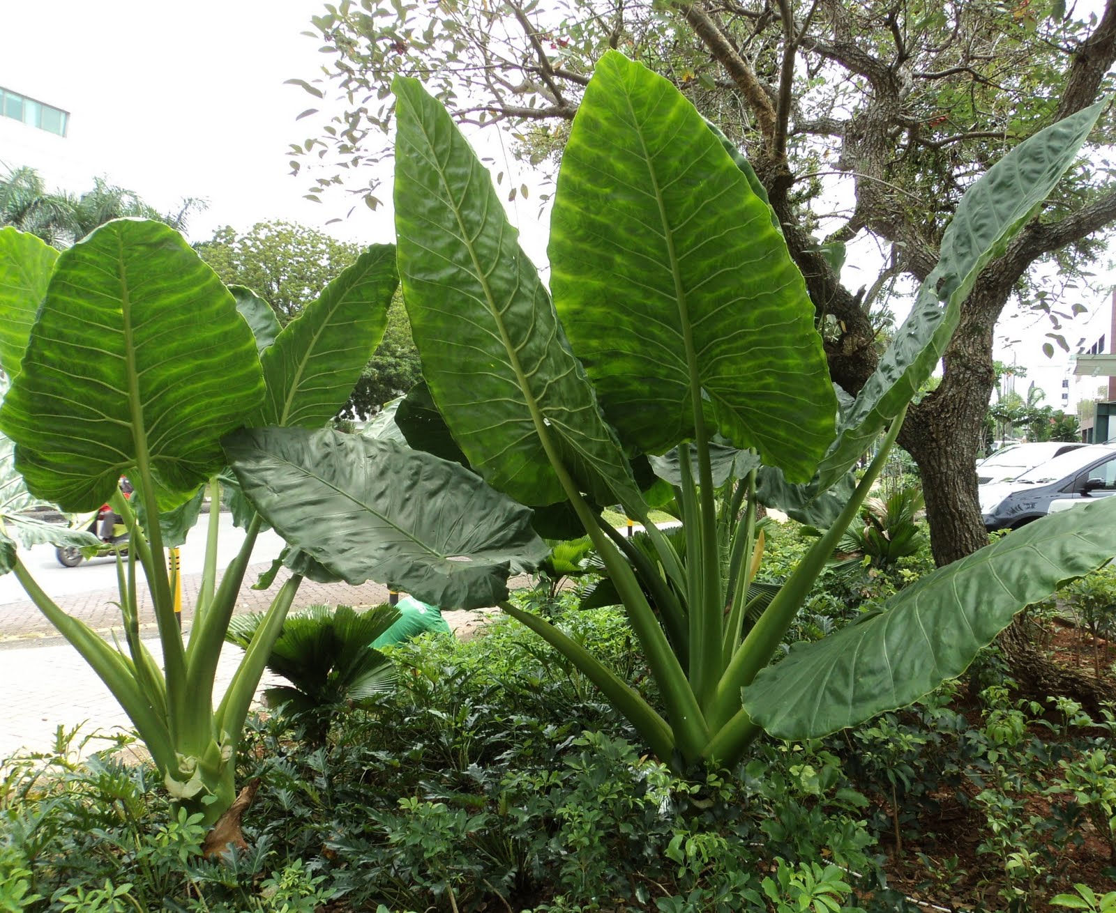 Alocasia - 'Portora' - Elephant Ear