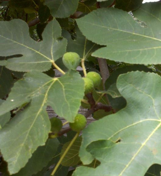Thumbnail: Fig - 'Brown Turkey' - Fruiting Fig Tree