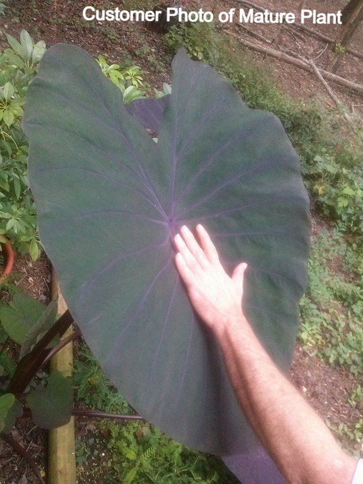 Thumbnail: Colocasia esculenta - 'Black Magic' - Live Plant