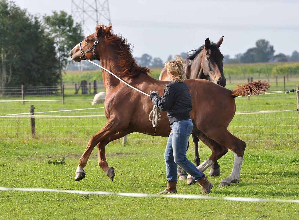 Paard heeft geen vertrouwen meer in mensen