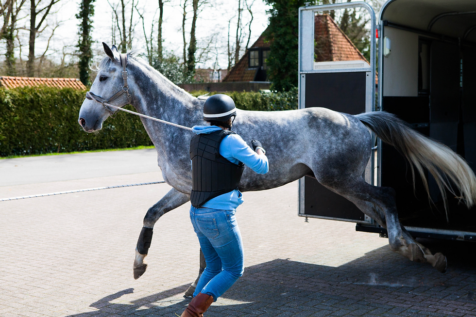 Paard raakt in paniek in de trailer