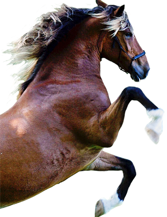 Steigerend paard Two Moons