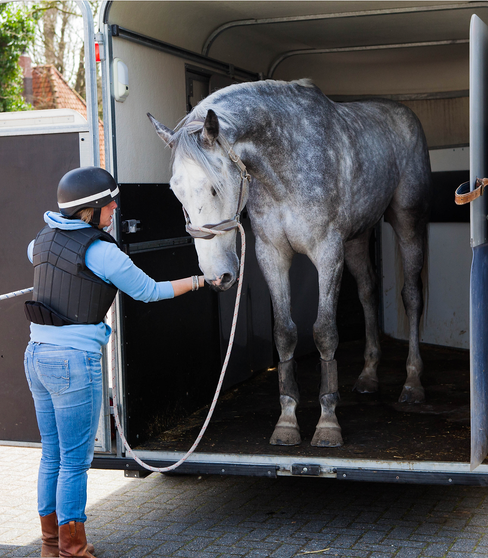 Paard ervaart veiligheid in de trailer