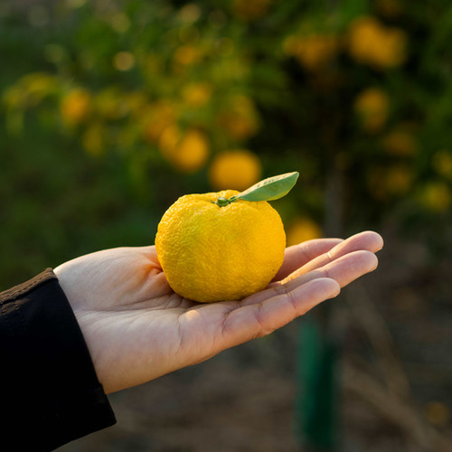 Fresh Yuzu | Ninetrees