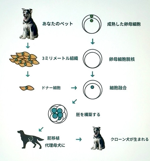 図解