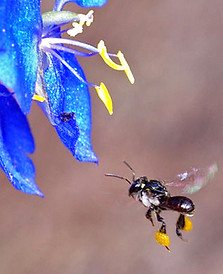 trigona stingless bee collecting nectar for beema honey