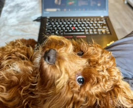 Exploring the Advantages of Zoom Consultations for Dog Training Over In-Person Sessions