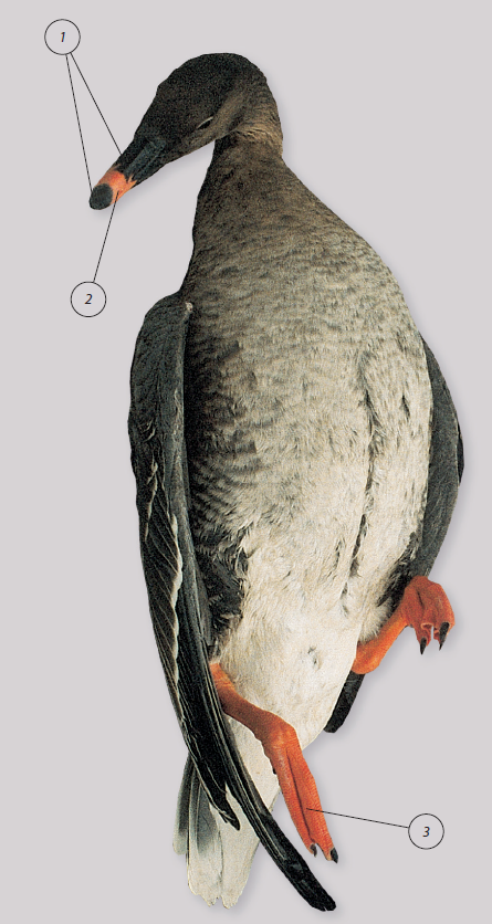 sejas_zoss_1.png