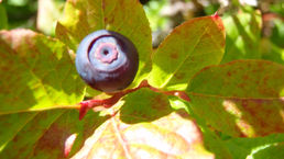 Mt Adams - Walupt Creek