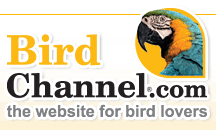 Is Your Air Safe for Your Bird?