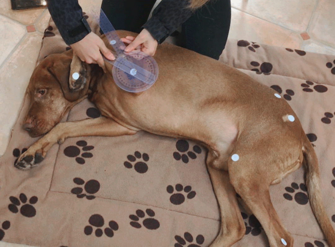 Physio-Picture-2.gif