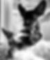 doggos-2.jpeg