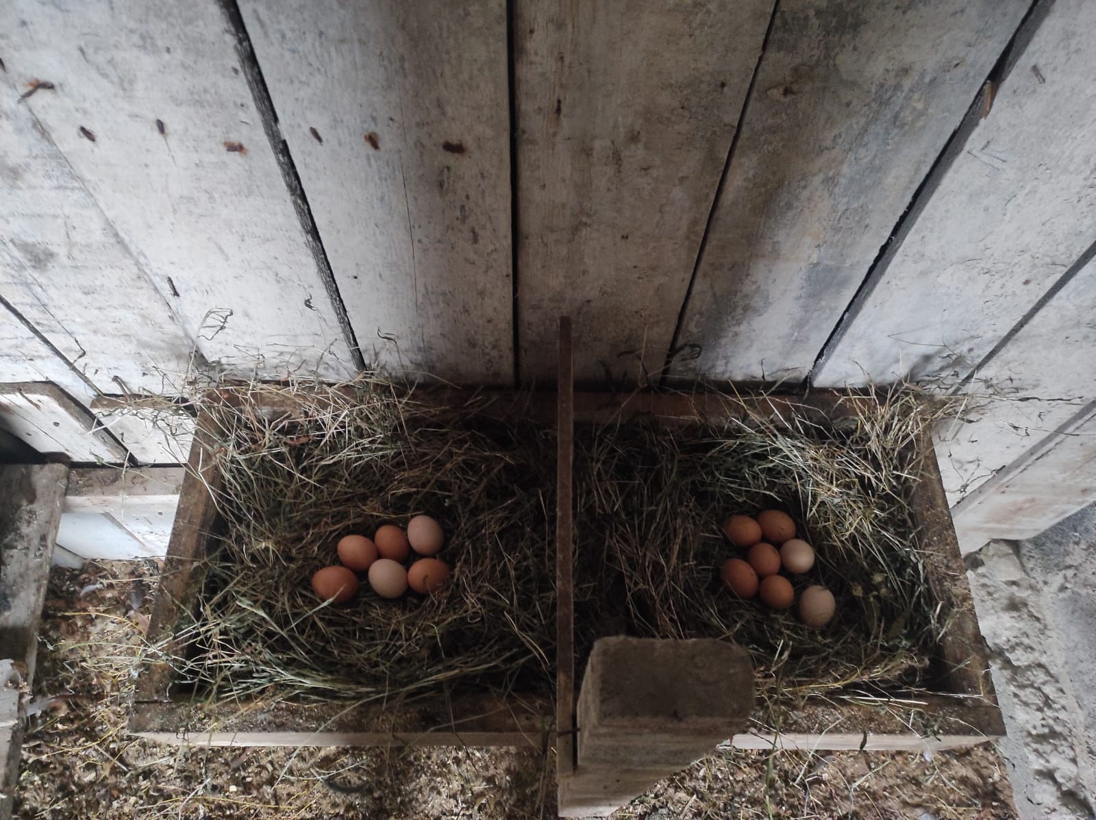 Doğal Organik Köy Yumurtası 30'lu