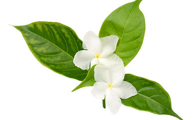 JAsmine.jpg