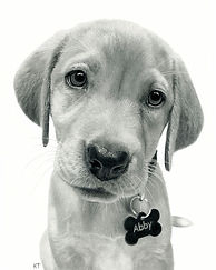 Pet Portrait_edited_edited.jpg