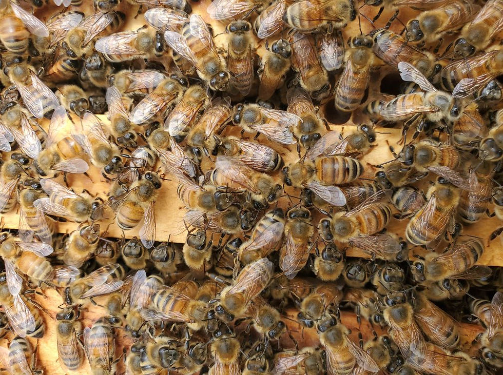Bees are just one aspect of Iowa's agricultural industry that must be protected.