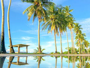 Tall palm trees reflected in a tranquil pond under a clear blue sky. A small pavilion is in the background, creating a serene tropical scene.