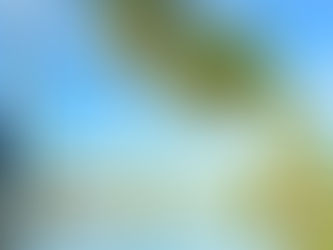 Tall palm trees reflected in a tranquil pond under a clear blue sky. A small pavilion is in the background, creating a serene tropical scene.