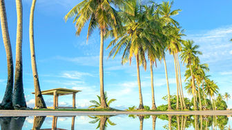 Tall palm trees reflected in a tranquil pond under a clear blue sky. A small pavilion is in the background, creating a serene tropical scene.
